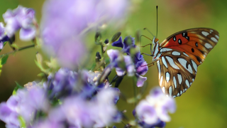 Climate Change Is Killing Butterflies in the American West